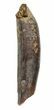 Didelphodon Tooth - Cretaceous Marsupial Mammal #30529-1